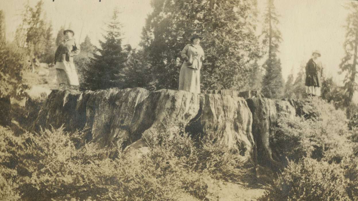 Travel, history of Iowa, women, Mortenson, Jill, Iowa History, Iowa, Grant Grove, CA, tree