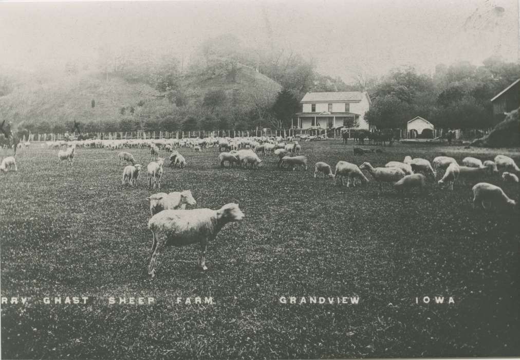 Iowa, Animals, sheep, Dean, Shirley, Farms, Grandview, IA, history of Iowa, Iowa History