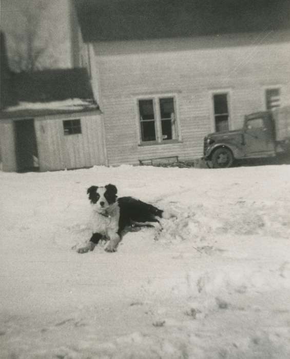 history of Iowa, Iowa History, IA, Winter, truck, Barns, Animals, border collie, Griesert, Lori, Iowa, Farms, snow, dog