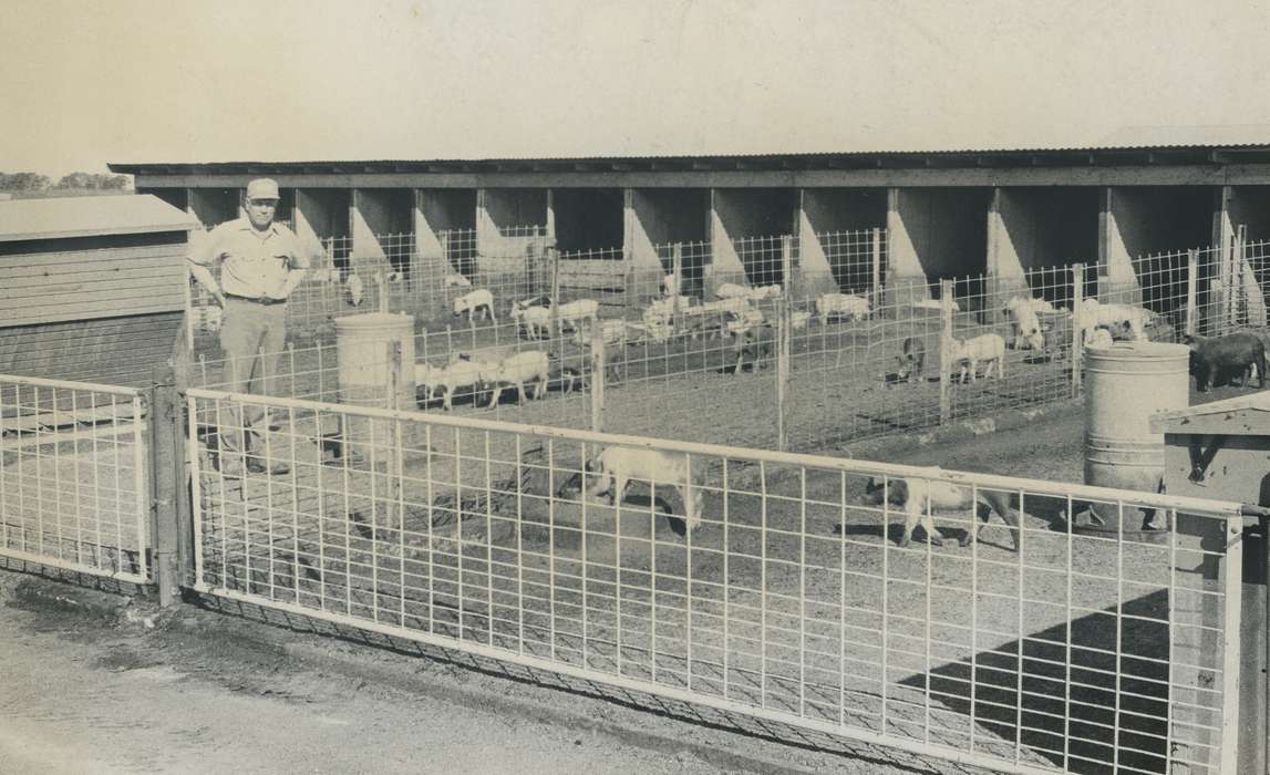 history of Iowa, Iowa History, IA, pig, pig pen, Barns, Animals, Iowa, Waverly Public Library, Portraits - Individual