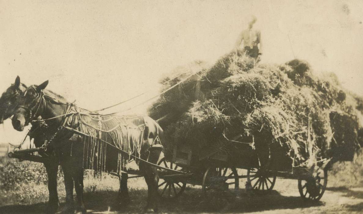 Animals, wagon, Iowa History, Mortenson, Jill, Iowa, Macey, IA, horse, Farms, Farming Equipment, history of Iowa, harvesting