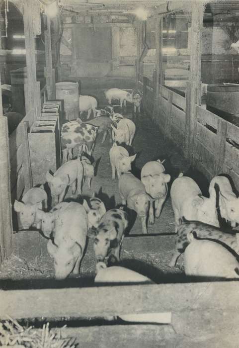 history of Iowa, Iowa History, IA, Barns, Animals, pig, Iowa, Waverly Public Library