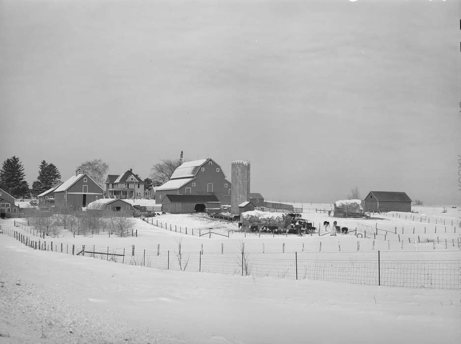 Library of Congress, history of Iowa, barnyard, Iowa, Motorized Vehicles, Barns, Winter, Iowa History, Farms, Animals, truck, hay mound, barbed wire fence, woven wire fence, silo, Landscapes, Homes, snow, farmhouse, trees, cow, homestead, shed