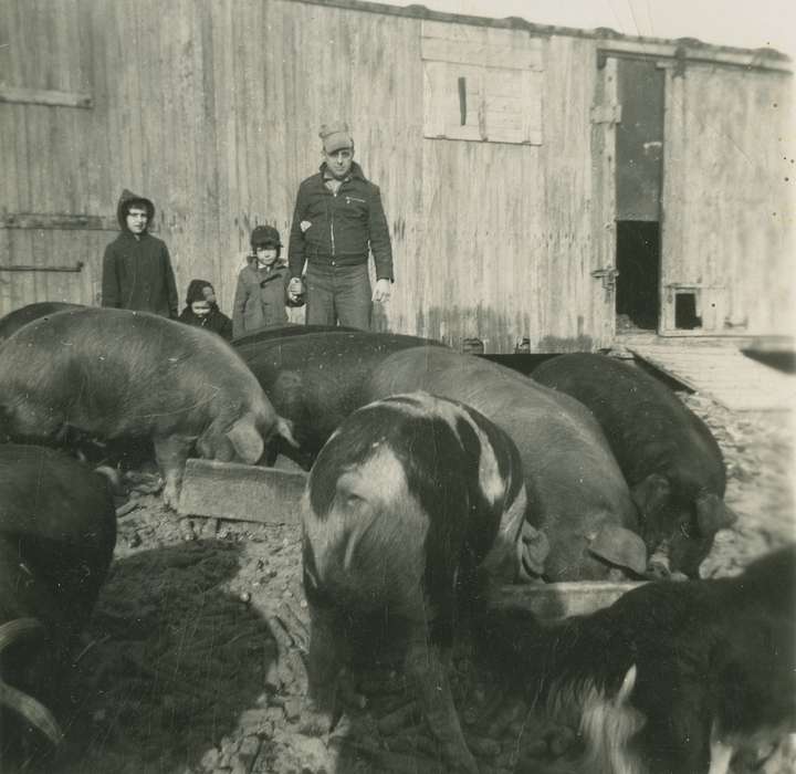 Portraits - Group, history of Iowa, Iowa History, Families, pigs, Barns, Animals, hogs, Sherrill, IA, Iowa, Farms, Children, Fredericks, Robert