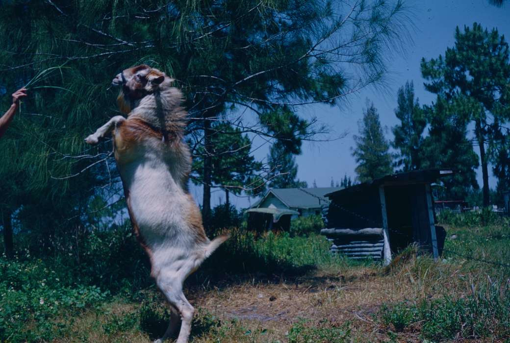 history of Iowa, Iowa History, Harken, Nichole, shed, goat, Barns, Animals, Iowa, Farms