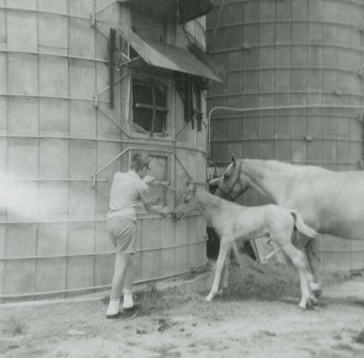 history of Iowa, foal, Iowa History, Marcus, IA, Animals, Iowa, Farms, horse, Berger, Cathy