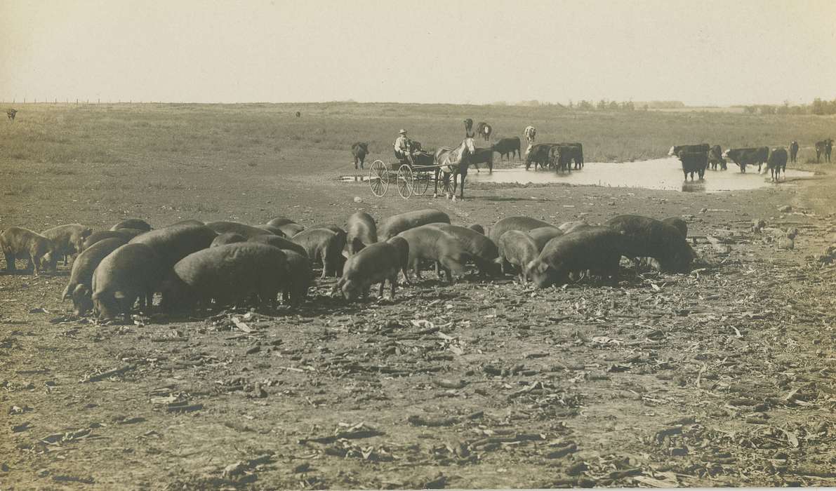 Iowa, Animals, horse and buggy, history of Iowa, Dean, Shirley, Farms, Grandview, IA, pigs, cow, Iowa History