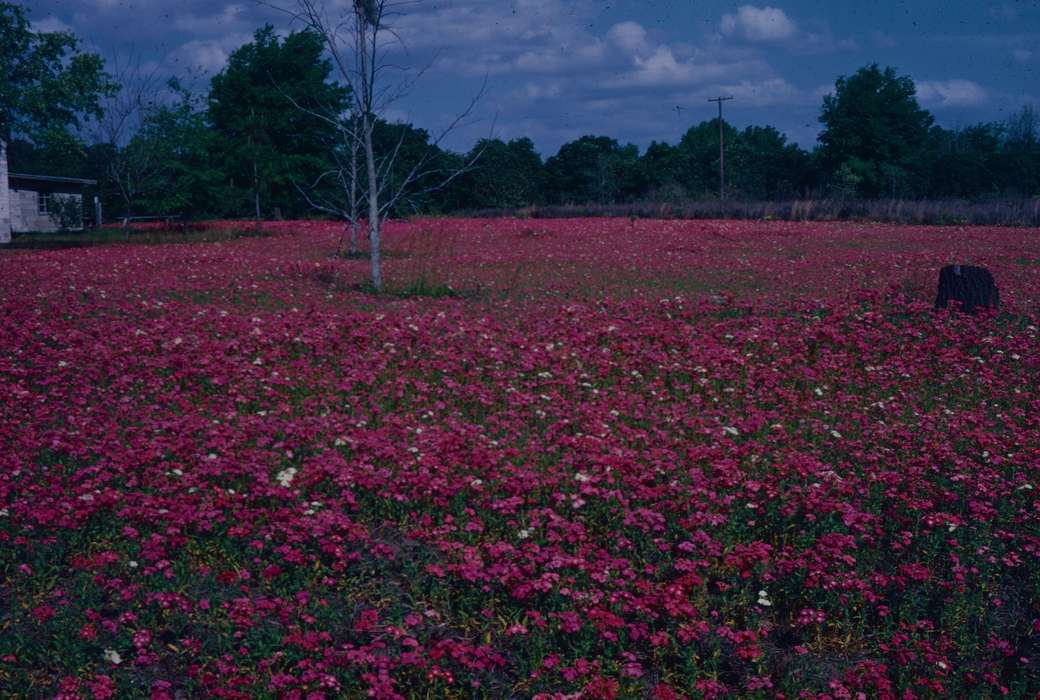 history of Iowa, Iowa History, Iowa, flower, Harken, Nichole, Landscapes