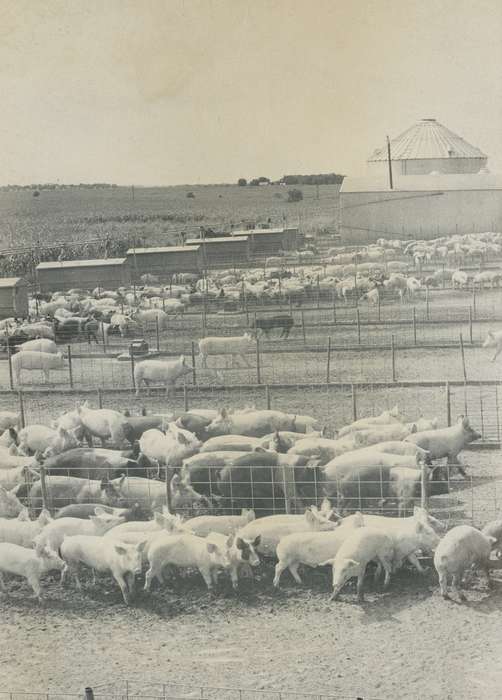 history of Iowa, Iowa History, IA, Barns, pig pen, Animals, pig, Iowa, Waverly Public Library