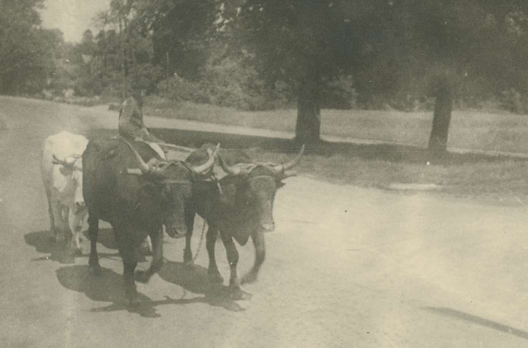 France, oxen, Campopiano Von Klimo, Melinda, Iowa History, Iowa, ox, history of Iowa, dirt road, Animals, Travel