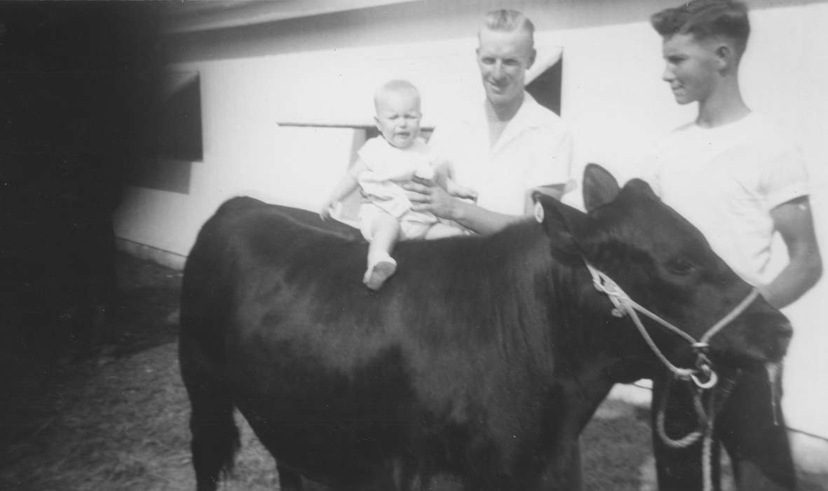 Portraits - Group, baby, IA, Iowa, Animals, Courtney, Patricia, Families, Children, history of Iowa, angus, bull, Iowa History