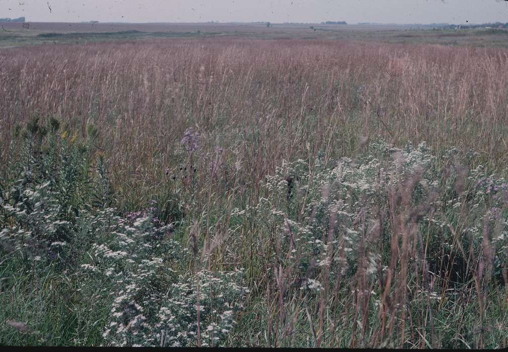 grass, Iowa History, Iowa, Zischke, Ward, fields, IA, history of Iowa, Landscapes