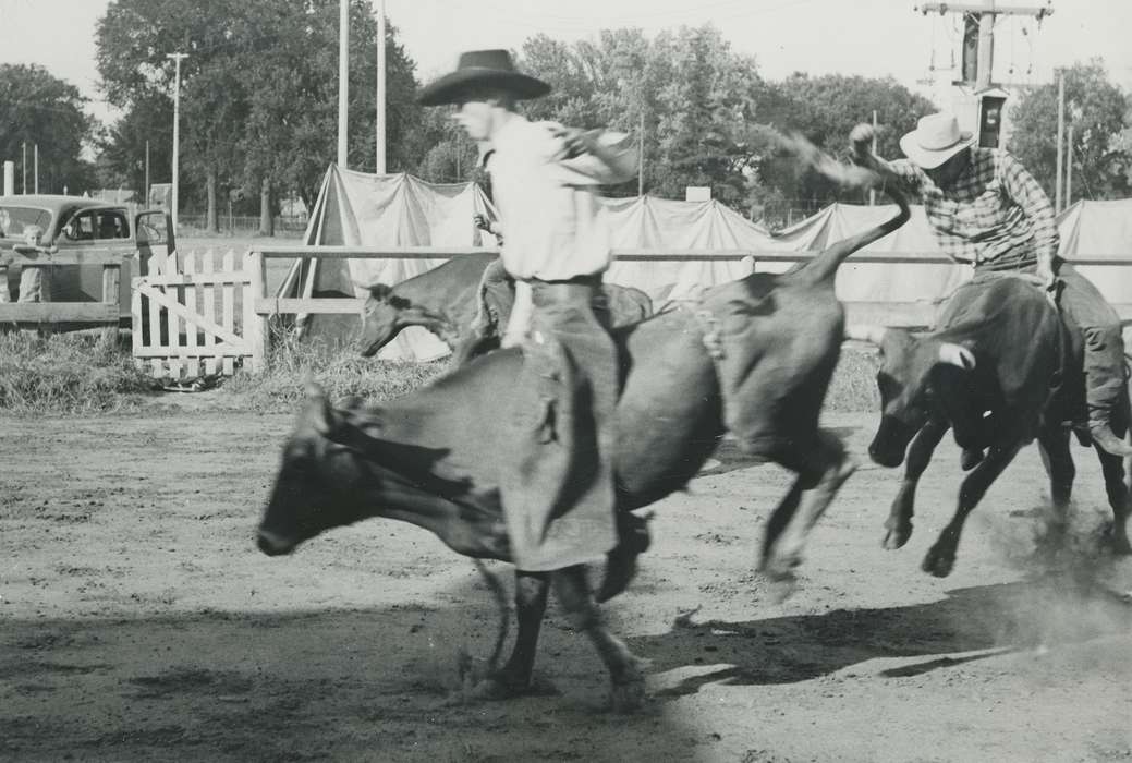 steers, history of Iowa, Waverly Public Library, Waverly, IA, Iowa, cowboy hat, Outdoor Recreation, Iowa History, Animals