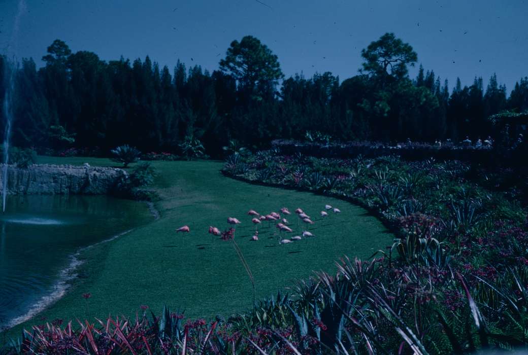 Animals, Iowa History, flamingo, Lakes, Rivers, and Streams, Iowa, Harken, Nichole, Travel, history of Iowa, zoo, Landscapes