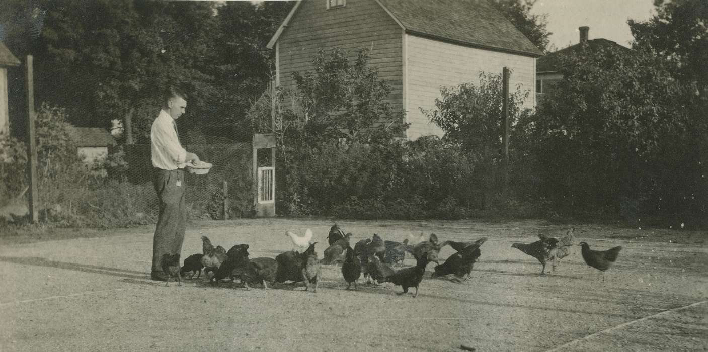 bird, chicken, Iowa History, McMurray, Doug, Iowa, Webster City, IA, history of Iowa, Animals, chickens