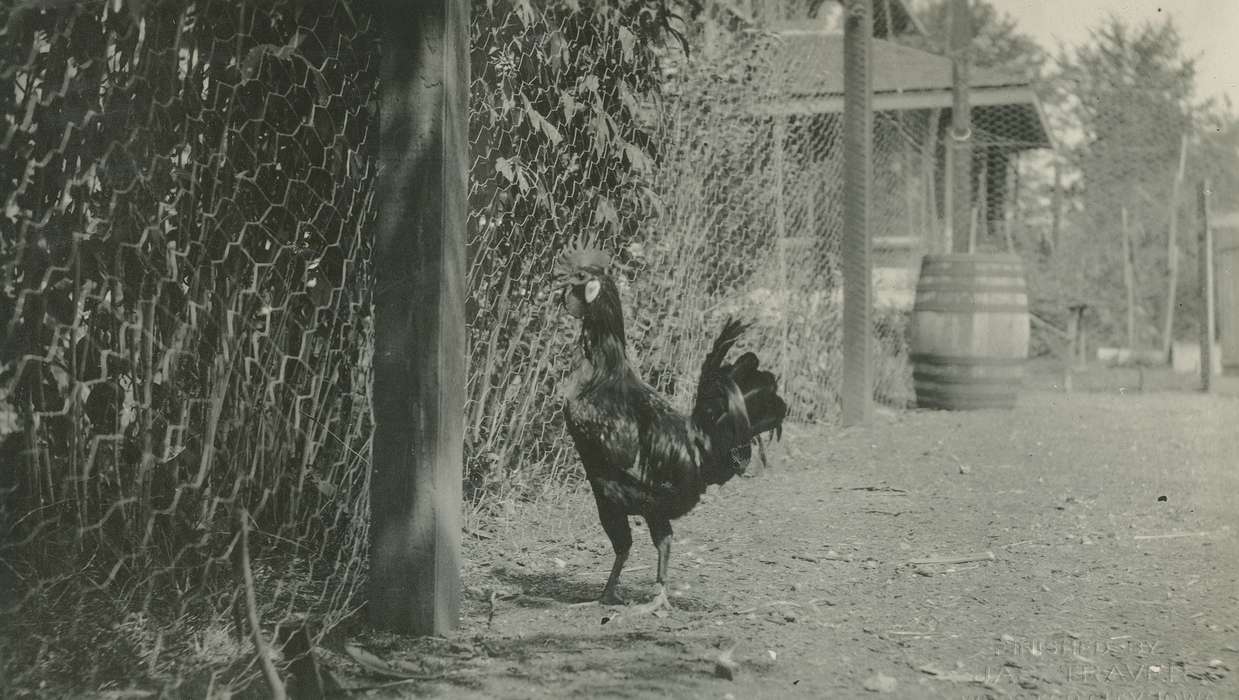 Animals, Iowa History, Iowa, McMurray, Doug, Farms, chicken, Webster City, IA, history of Iowa