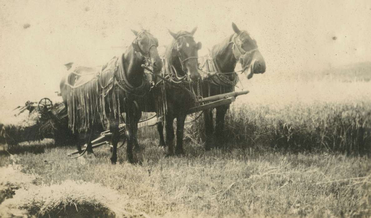 history of Iowa, Iowa History, Mortenson, Jill, Macey, IA, Animals, Iowa, Farms, horse