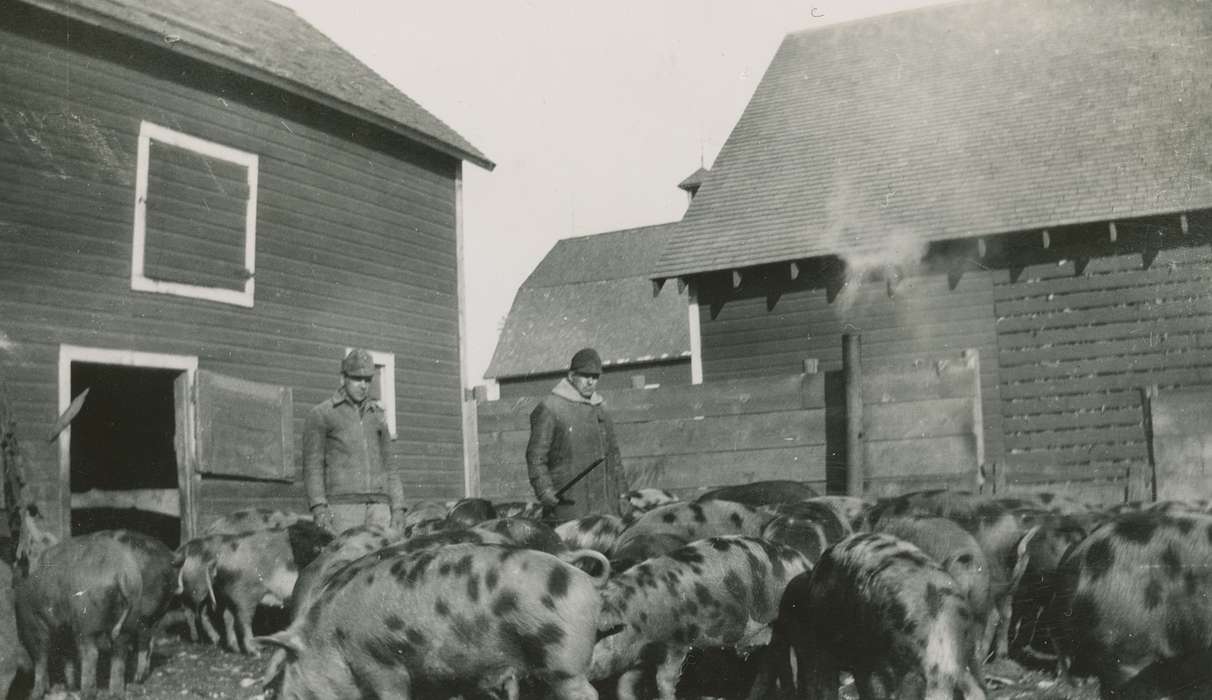 history of Iowa, Iowa History, pigs, Animals, Iowa, Merrill, IA, Farms, Berger, Cathy