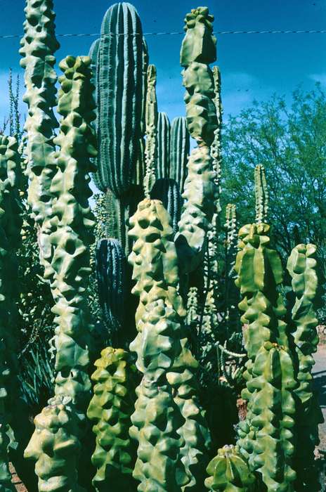 cactus, Harken, Nichole, Landscapes, Travel, Iowa History, Iowa, history of Iowa