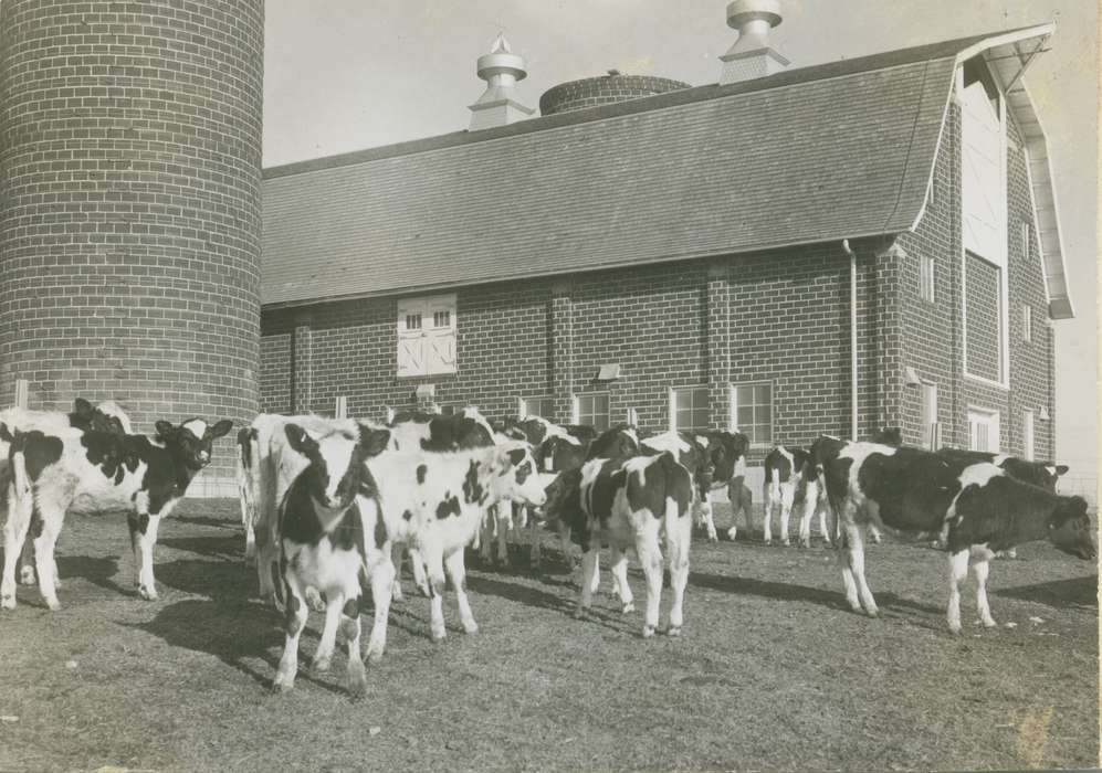 Animals, cow, Iowa History, Iowa, silo, Anamosa, IA, Anamosa State Penitentiary Museum, anamosa state penitentiary, Prisons and Criminal Justice, history of Iowa