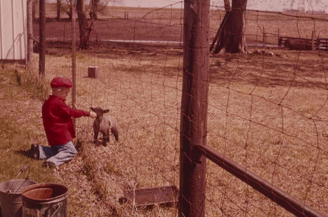 lamb, Conklin, Beverly, history of Iowa, Iowa History, Animals, Waverly, IA, Iowa, fence, Farms, Children