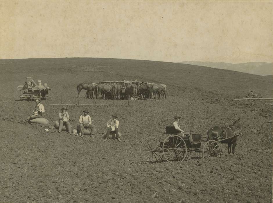 Food and Meals, harvest, Iowa, lunch, Animals, Saskatchewan, hill, thresher, horse, Henderson, Dan, farmers, field, Farming Equipment, Farms, history of Iowa, Iowa History, wagon