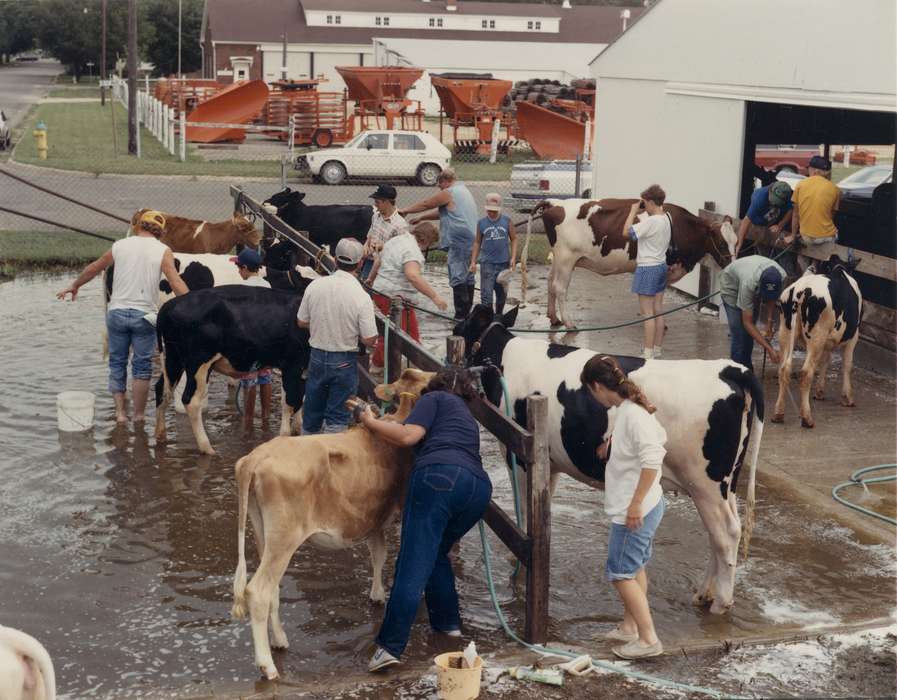 cows, history of Iowa, cars, county fair, Iowa History, Motorized Vehicles, 4-h, Animals, Waverly, IA, Fairs and Festivals, Iowa, Waverly Public Library