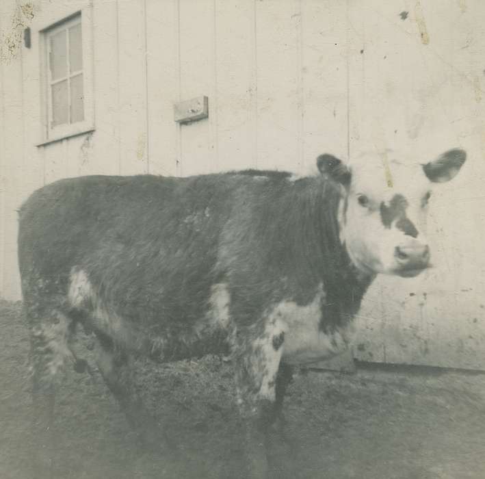 history of Iowa, Iowa History, IA, Fink-Bowman, Janna, Animals, Iowa, cow, Farms