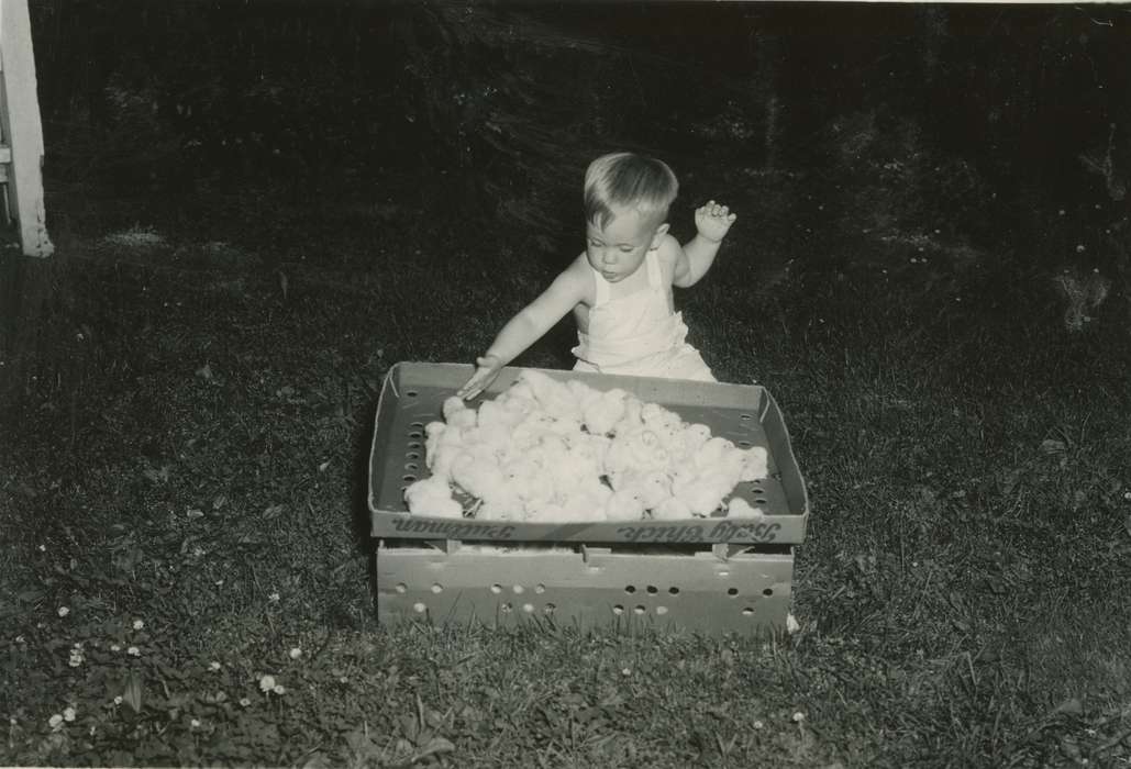 chicks, history of Iowa, Iowa History, Webster City, IA, Animals, Iowa, McMurray, Doug, Children