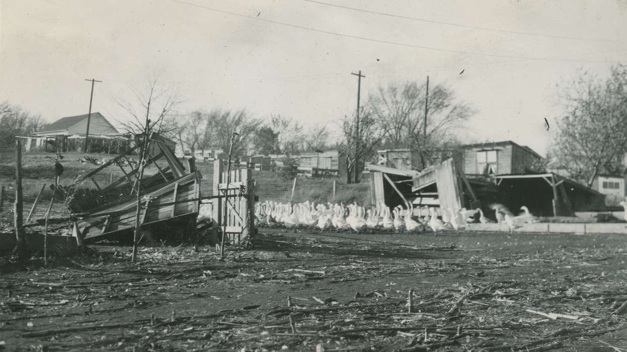 history of Iowa, Iowa History, Webster City, IA, Businesses and Factories, Animals, geese, Iowa, Farms, McMurray, Doug, storm damage