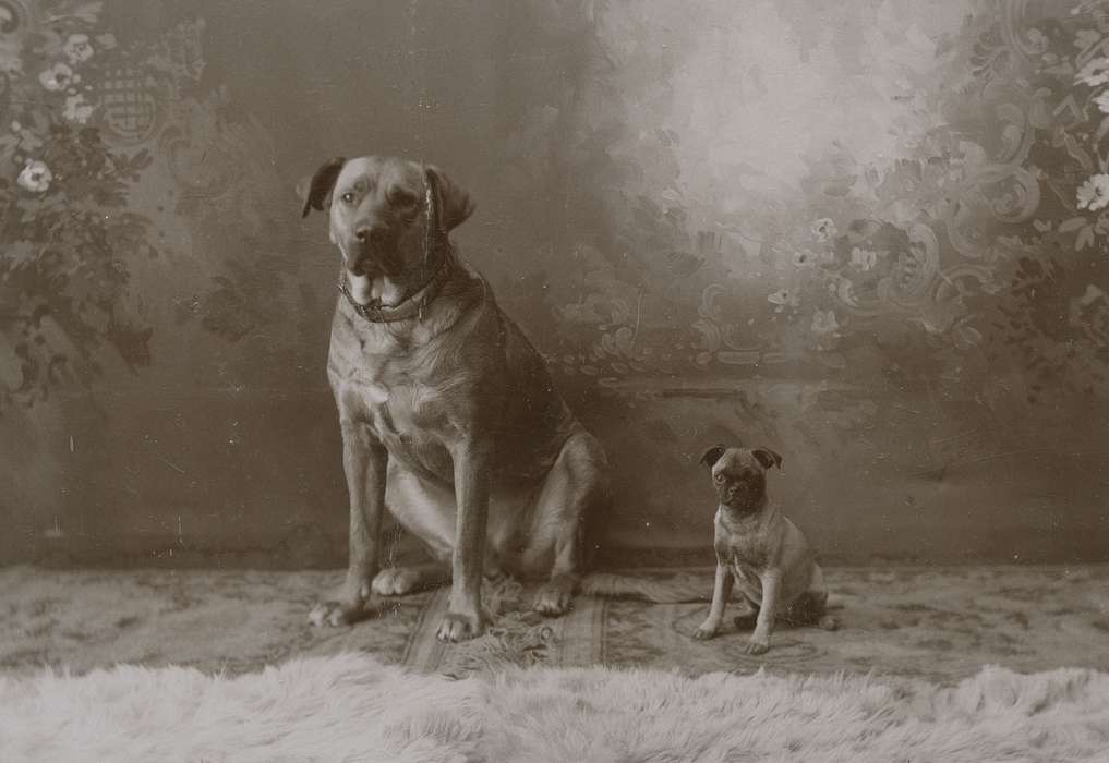 Portraits - Group, history of Iowa, Iowa History, puppy, patterned carpet, Dows, IA, Animals, Olsson, Ann and Jons, pet, cabinet photo, Iowa, painted backdrop, dog