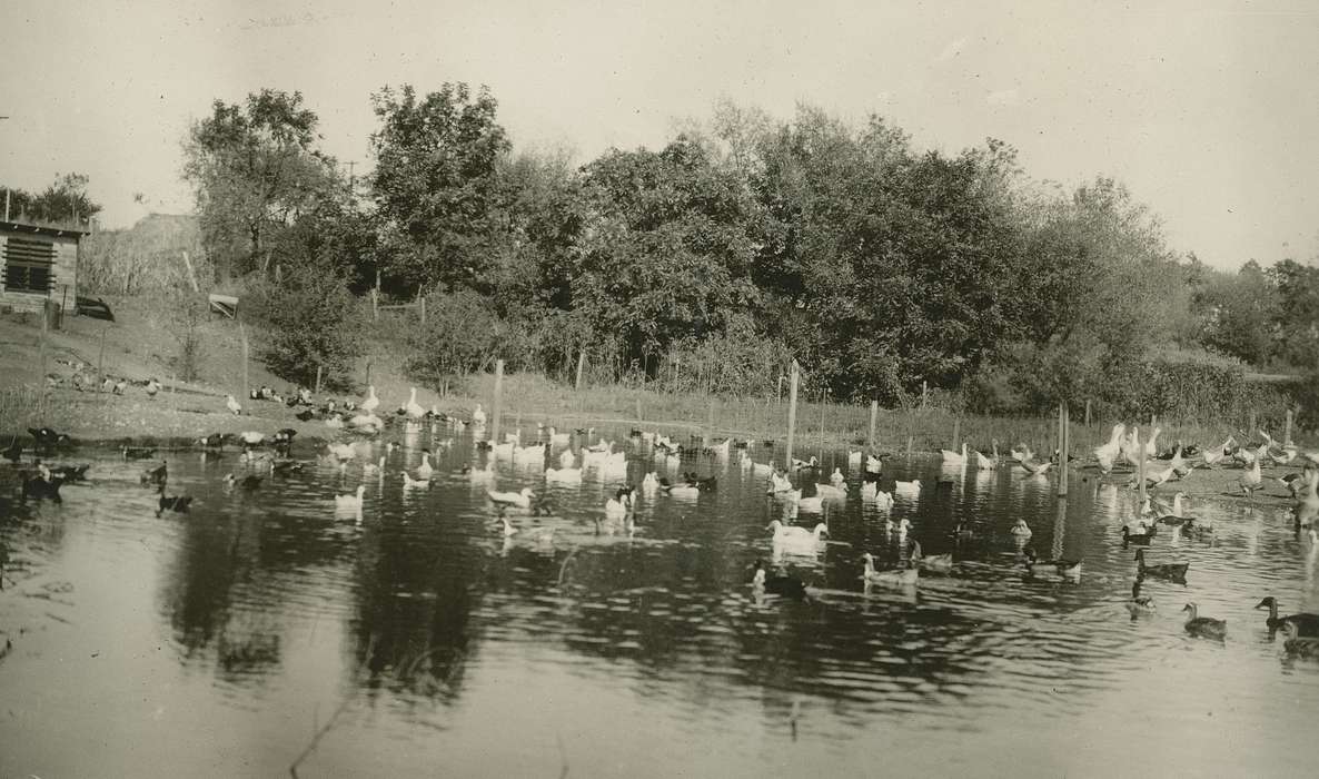 geese, Animals, Iowa History, Lakes, Rivers, and Streams, Iowa, McMurray, Doug, Webster City, IA, history of Iowa