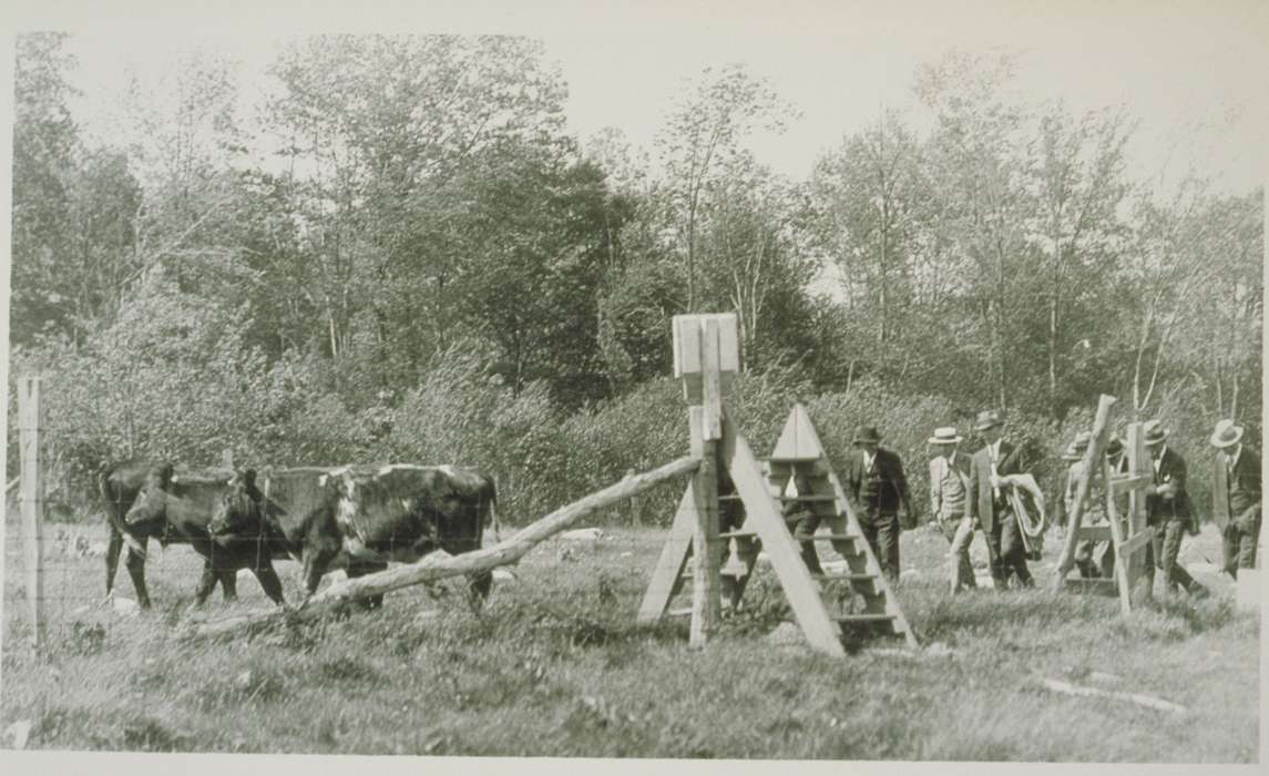 Spring Hill, CT, cattle, Iowa, cow, history of Iowa, Iowa History, Archives & Special Collections, University of Connecticut Library