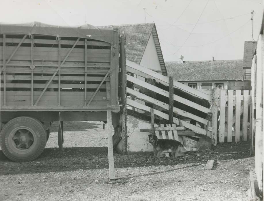 Kintzle, Gloria, Animals, Iowa History, Iowa, Prairieburg, IA, dog, truck, Farms, cattle, Farming Equipment, history of Iowa