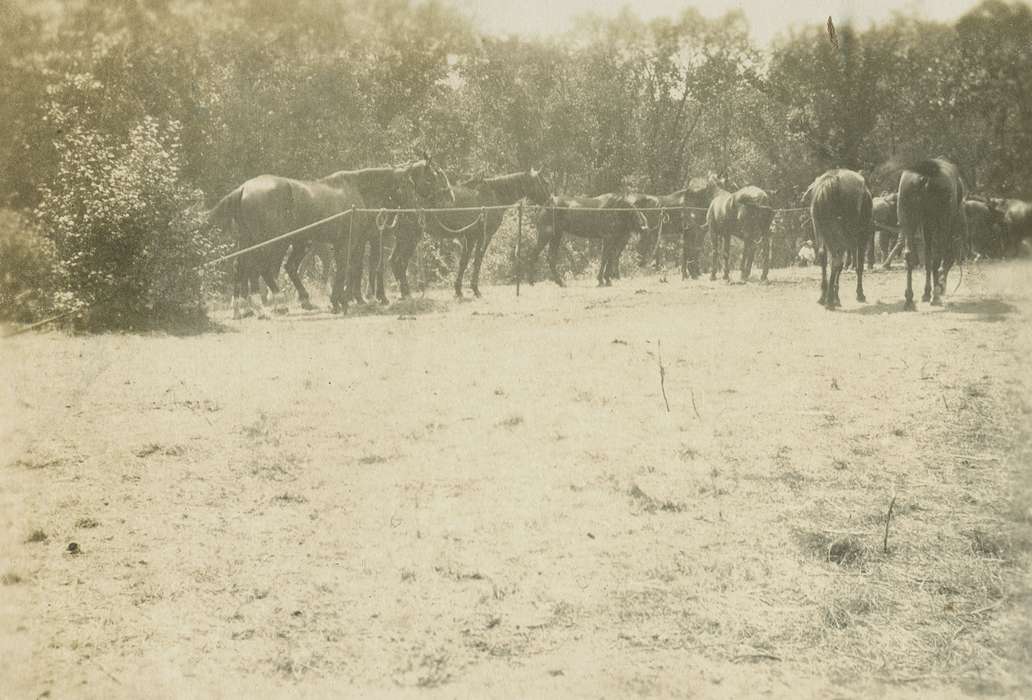 history of Iowa, Iowa, LeQuatte, Sue, Iowa History, Iowa City, IA, horse, Animals