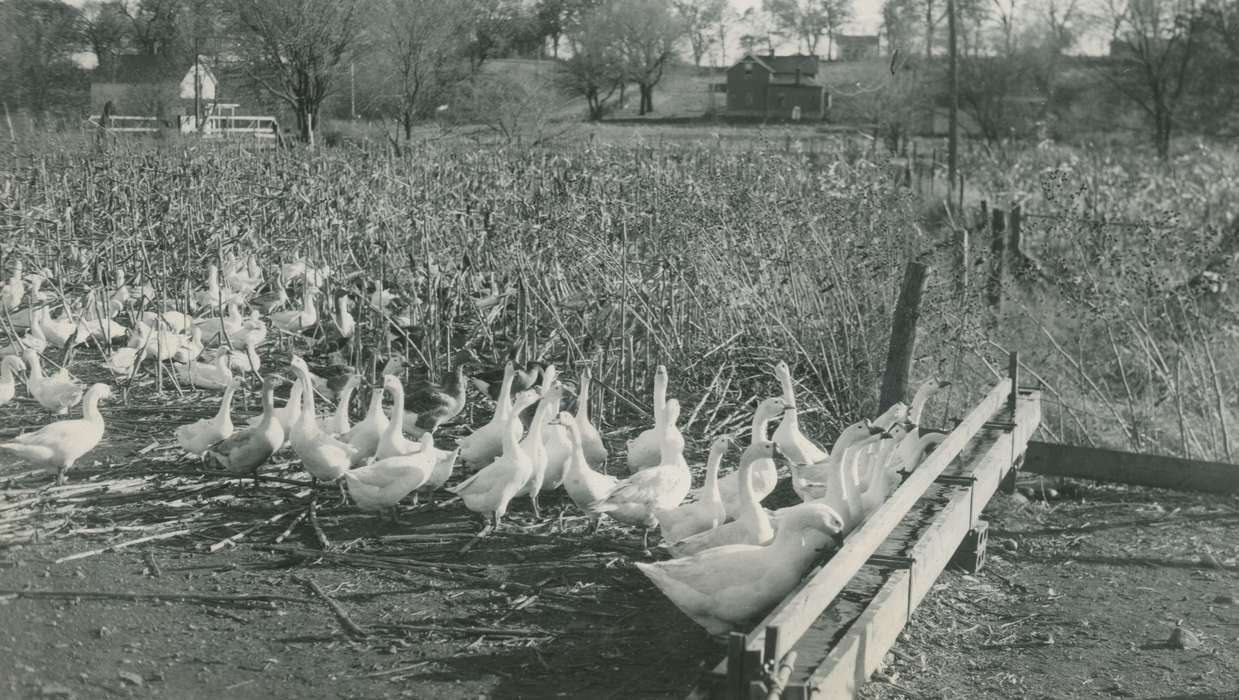 history of Iowa, Iowa, Iowa History, McMurray, Doug, Webster City, IA, Animals, geese