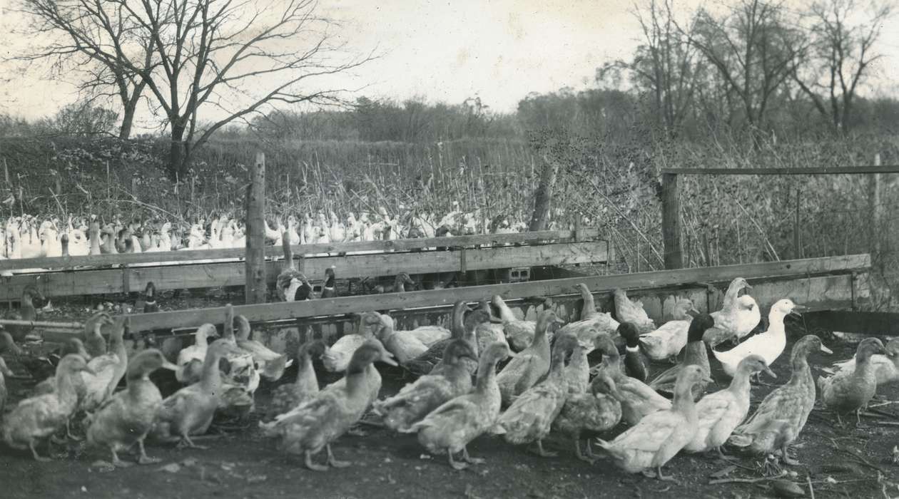 history of Iowa, Iowa History, Webster City, IA, Businesses and Factories, Animals, duck, Iowa, Farms, McMurray, Doug