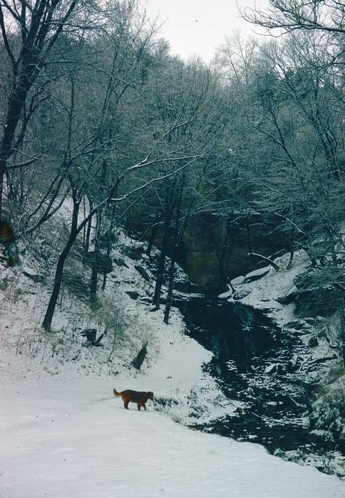 forest, history of Iowa, Iowa History, Harken, Nichole, Winter, Animals, Lakes, Rivers, and Streams, stream, Iowa, Landscapes, snow, dog