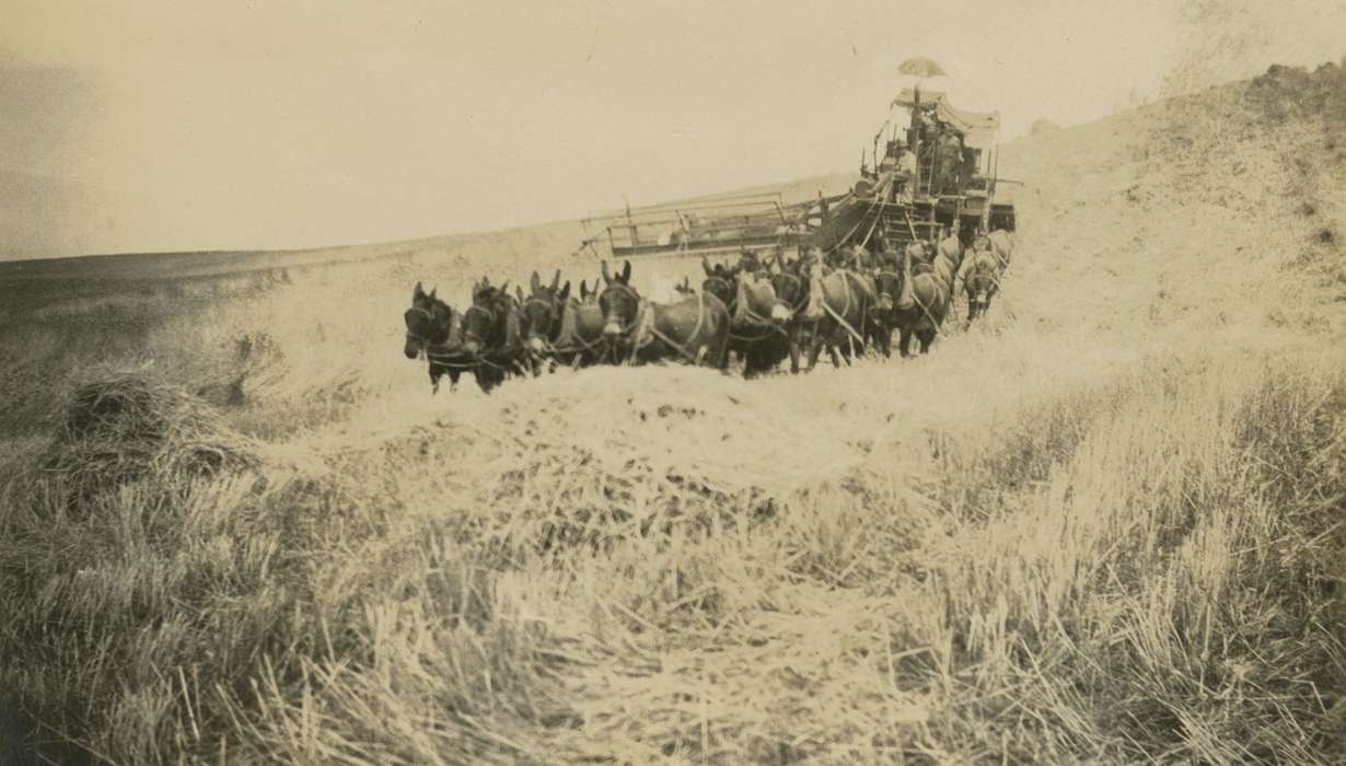 Farming Equipment, history of Iowa, Iowa History, Animals, field, Iowa, Farms, Curtis, Shirley, horse, SD, mule