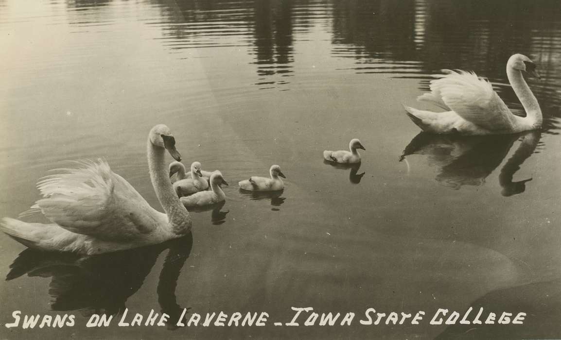 iowa state university, lake, history of Iowa, Ames, IA, Iowa History, Animals, swan, Lakes, Rivers, and Streams, Iowa, Schools and Education, Palczewski, Catherine