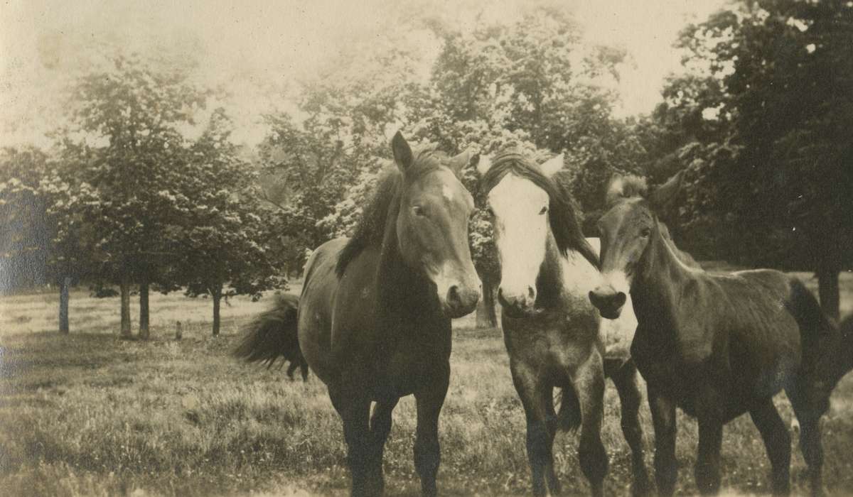 Mortenson, Jill, mule, Iowa History, Macey, IA, Iowa, history of Iowa, Animals, horse