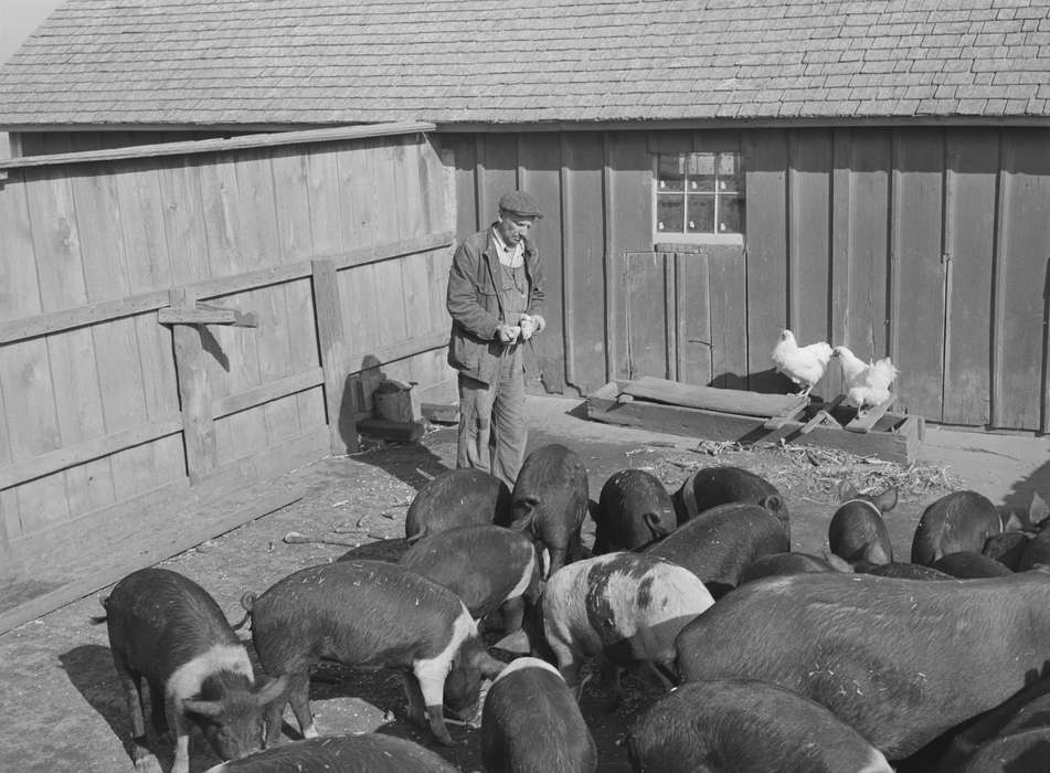 hog, pig, hogs, history of Iowa, Library of Congress, farmer, Farms, pigs, Animals, Iowa, shingles, chicken, chickens, Labor and Occupations, livestock, Iowa History