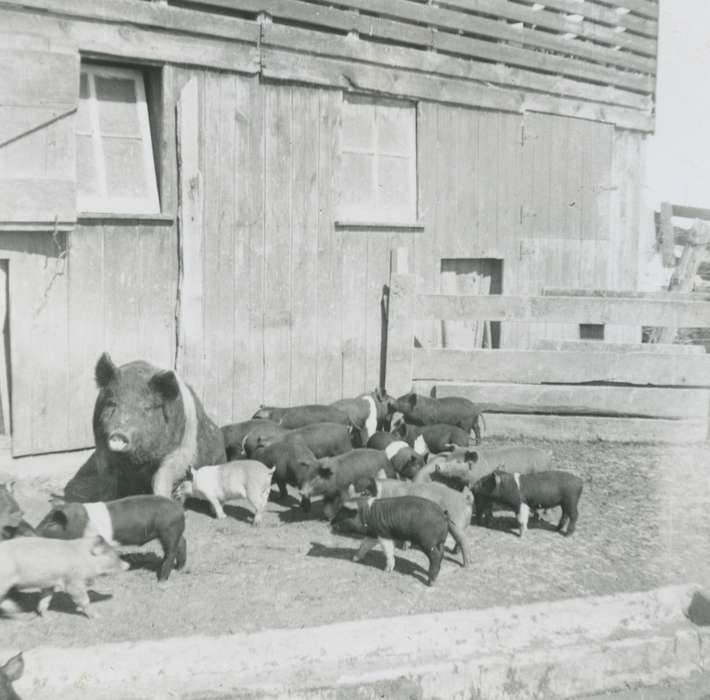 pig, Animals, Iowa History, Iowa, hog, Kleppe, Leslie, Farms, Ossian, IA, Barns, history of Iowa