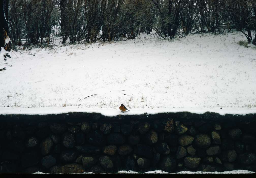 bird, Animals, Iowa History, stone, Iowa, Harken, Nichole, snow, fence, history of Iowa, Winter