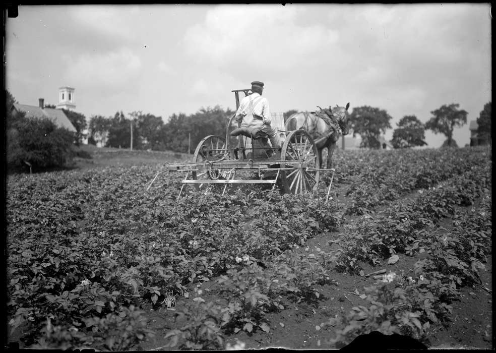 history of Iowa, Iowa History, farm, wagon, Storrs, CT, Archives & Special Collections, University of Connecticut Library, Iowa, horse, potato