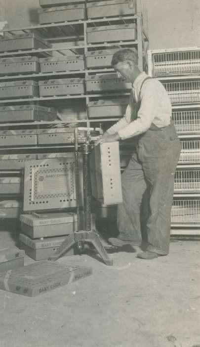 history of Iowa, hatchery, Iowa History, Webster City, IA, Businesses and Factories, Iowa, McMurray, Doug, Labor and Occupations
