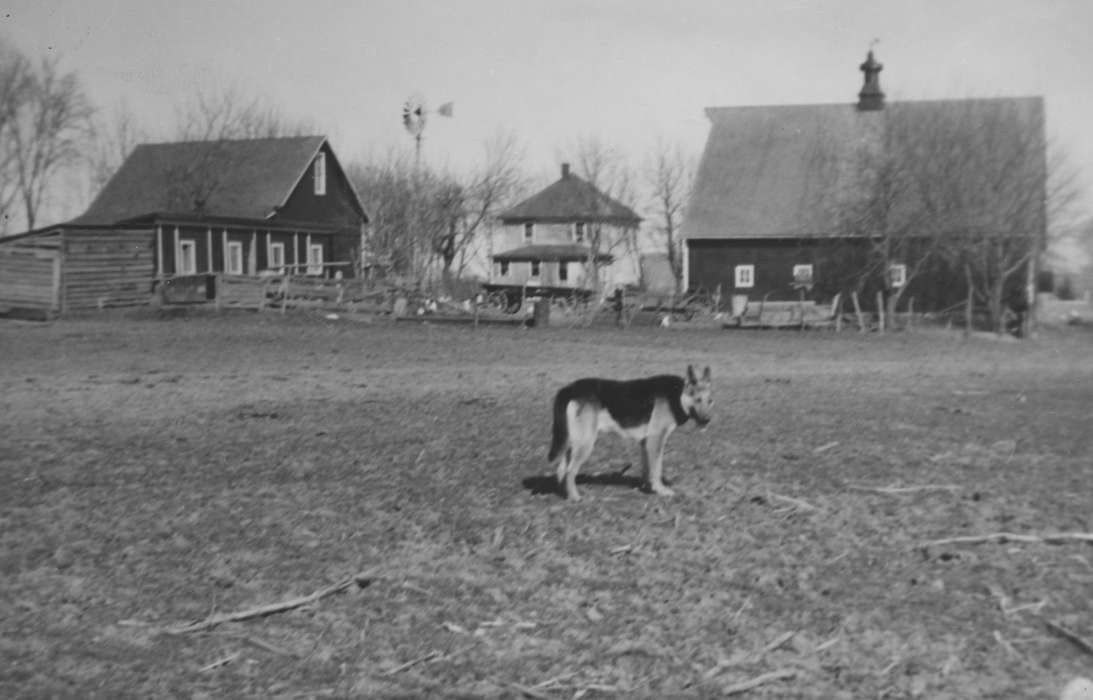 history of Iowa, Iowa History, Animals, farmhouse, Iowa, Eldridge, IA, Farms, Feeney, Mary, dog