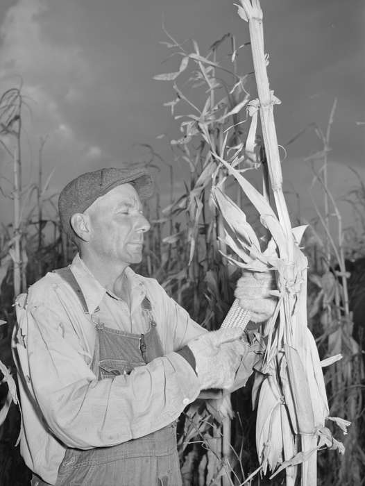 crops, produce, history of Iowa, Library of Congress, farmer, Farms, Iowa, corn, field, Iowa History