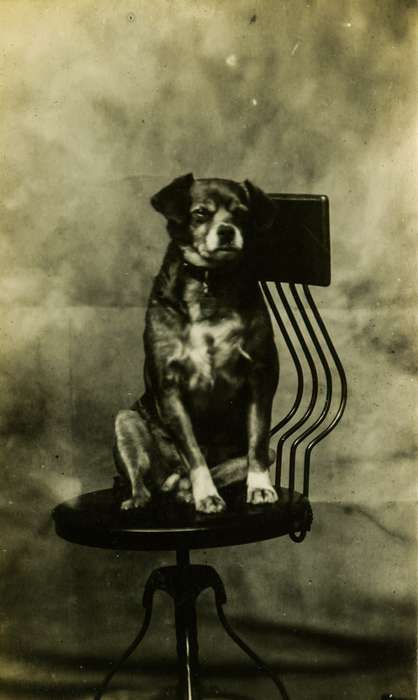 Animals, Portraits - Individual, Iowa History, Iowa, Anamosa Library & Learning Center, Anamosa, IA, dog, chair, history of Iowa