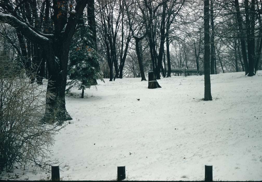forest, history of Iowa, Iowa History, Harken, Nichole, Winter, tree stump, Iowa, Landscapes, snow